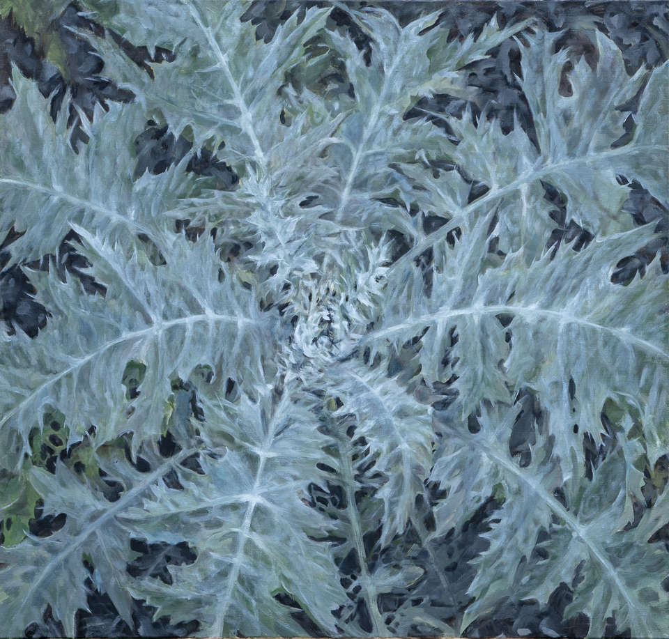 Eselsdistel