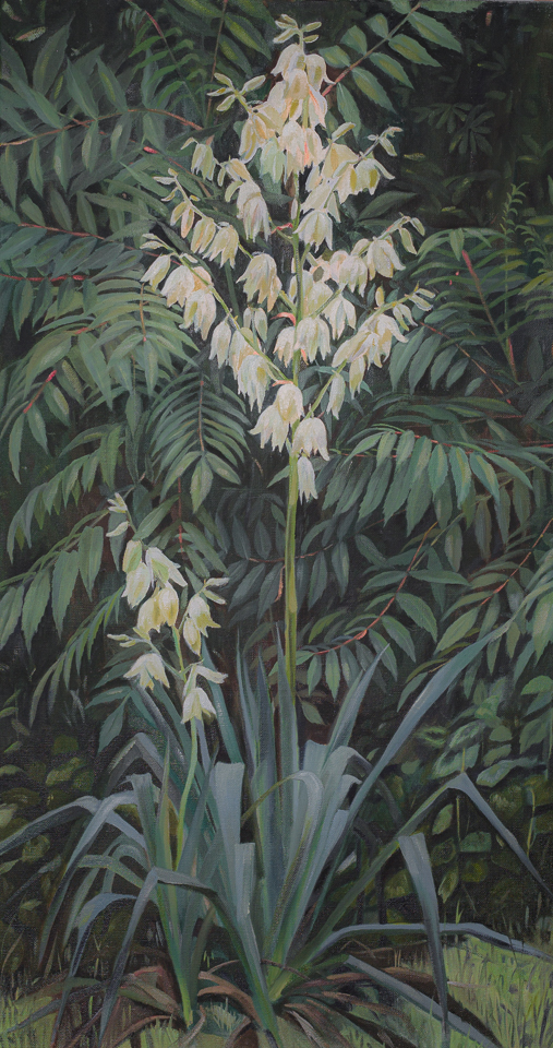 Yucca